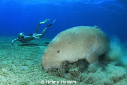 marsa abu dabab, marsa alam ! by Helmy Hashim 